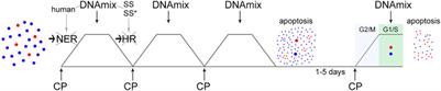 Chronometric Administration of Cyclophosphamide and a Double-Stranded DNA-Mix at Interstrand Crosslinks Repair Timing, Called “Karanahan” Therapy, Is Highly Efficient in a Weakly Immunogenic Lewis Carcinoma Model